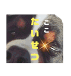 日常会話 可愛い バーニーズ 超大型犬（個別スタンプ：12）