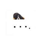 日常会話 可愛い バーニーズ 超大型犬（個別スタンプ：13）