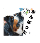 日常会話 可愛い バーニーズ 超大型犬（個別スタンプ：14）
