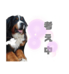 日常会話 可愛い バーニーズ 超大型犬（個別スタンプ：15）