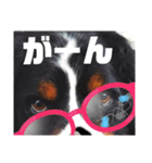 日常会話 可愛い バーニーズ 超大型犬（個別スタンプ：17）