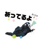 日常会話 可愛い バーニーズ 超大型犬（個別スタンプ：18）