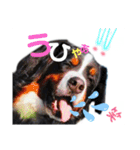 日常会話 可愛い バーニーズ 超大型犬（個別スタンプ：19）