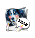 日常会話 可愛い バーニーズ 超大型犬（個別スタンプ：21）
