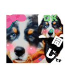 日常会話 可愛い バーニーズ 超大型犬（個別スタンプ：22）