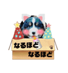 日常会話 可愛い バーニーズ 超大型犬（個別スタンプ：23）
