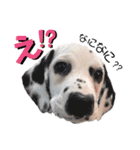 ダルメシアンパピーSchön【Black Pink】（個別スタンプ：19）