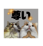 ノルウェージャン猫のアルフとラッキー（個別スタンプ：1）