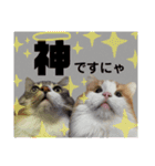 ノルウェージャン猫のアルフとラッキー（個別スタンプ：2）