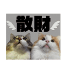 ノルウェージャン猫のアルフとラッキー（個別スタンプ：3）