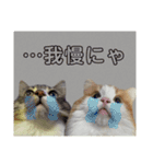 ノルウェージャン猫のアルフとラッキー（個別スタンプ：4）