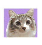 ノルウェージャン猫のアルフとラッキー（個別スタンプ：5）