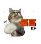 ノルウェージャン猫のアルフとラッキー（個別スタンプ：6）
