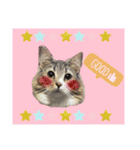 ノルウェージャン猫のアルフとラッキー（個別スタンプ：7）