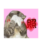 ノルウェージャン猫のアルフとラッキー（個別スタンプ：8）