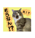 ノルウェージャン猫のアルフとラッキー（個別スタンプ：9）