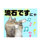 ノルウェージャン猫のアルフとラッキー（個別スタンプ：10）