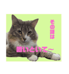 ノルウェージャン猫のアルフとラッキー（個別スタンプ：11）