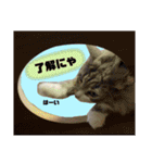 ノルウェージャン猫のアルフとラッキー（個別スタンプ：12）