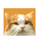 ノルウェージャン猫のアルフとラッキー（個別スタンプ：13）