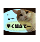 ノルウェージャン猫のアルフとラッキー（個別スタンプ：16）