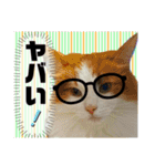 ノルウェージャン猫のアルフとラッキー（個別スタンプ：17）