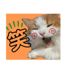 ノルウェージャン猫のアルフとラッキー（個別スタンプ：18）