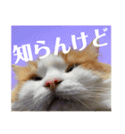 ノルウェージャン猫のアルフとラッキー（個別スタンプ：20）