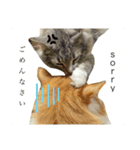 ノルウェージャン猫のアルフとラッキー（個別スタンプ：21）