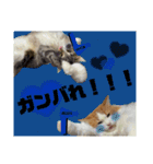 ノルウェージャン猫のアルフとラッキー（個別スタンプ：22）