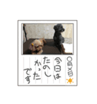 アニーとベリア時々ココ（個別スタンプ：7）