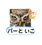 たけしのスタンプ その28（個別スタンプ：1）