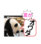 たけしのスタンプ その28（個別スタンプ：12）
