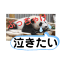 たけしのスタンプ その28（個別スタンプ：14）