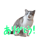 こてつのスタンプVol.3（個別スタンプ：3）