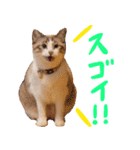 こてつのスタンプVol.3（個別スタンプ：5）
