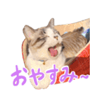 こてつのスタンプVol.3（個別スタンプ：6）