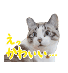 こてつのスタンプVol.3（個別スタンプ：10）
