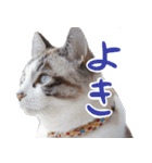こてつのスタンプVol.3（個別スタンプ：18）