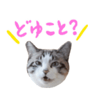 こてつのスタンプVol.3（個別スタンプ：19）