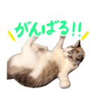 こてつのスタンプVol.3（個別スタンプ：21）