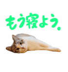 こてつのスタンプVol.3（個別スタンプ：24）