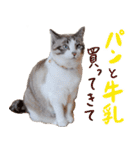 こてつのスタンプVol.3（個別スタンプ：32）