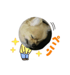 丸マルまるスタンプ（個別スタンプ：6）