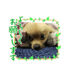 丸マルまるスタンプ（個別スタンプ：14）
