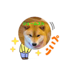 柴犬ジェームスjr.8（個別スタンプ：5）