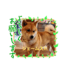 柴犬ジェームスjr.8（個別スタンプ：7）