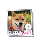 柴犬ジェームスjr.8（個別スタンプ：14）