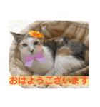 Johnny ＆ Chocola ＆ かりん ❽（個別スタンプ：5）