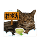 Johnny ＆ Chocola ＆ かりん ❽（個別スタンプ：9）